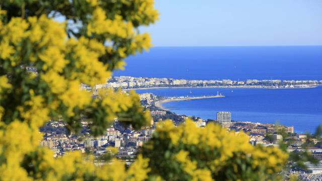 Route du Mimosa