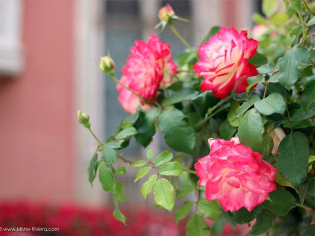 3-villa-jardins-ephrussi-photo-mickael-mugnaini-mister-riviera-blog-557x400-1.jpg