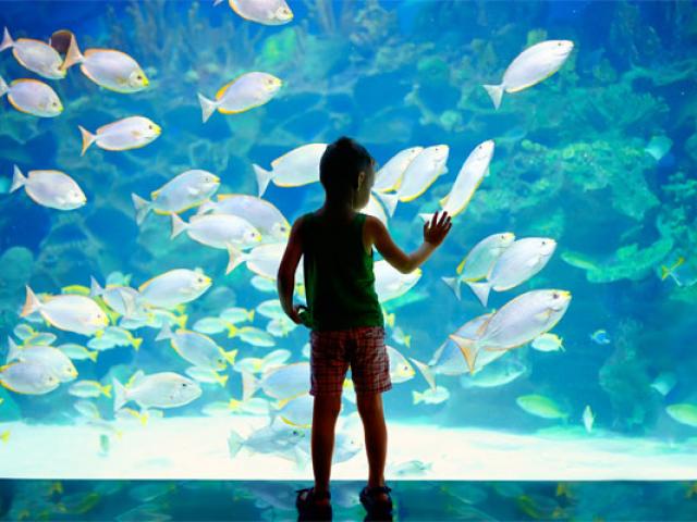 enfant-devant-bac-poissons-f-557x400-1.jpg