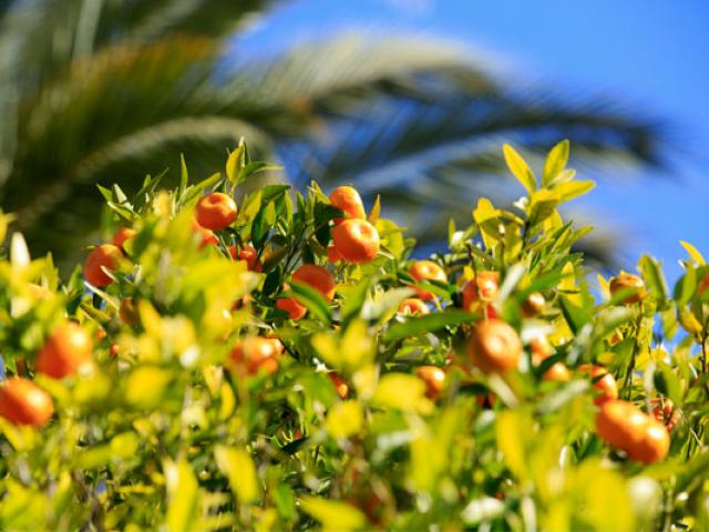 Jardin Palais Carnoles Menton Cmoirenc 557x400 1