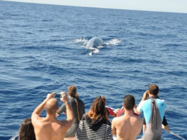 nager-avec-les-dauphins-cala-rossa-dream-557x400-1.jpg