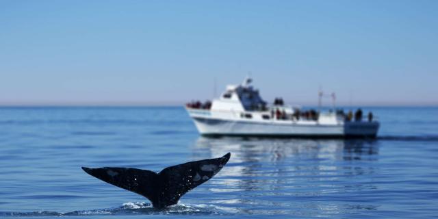 whale-watching-in-san-diego-tours.jpg