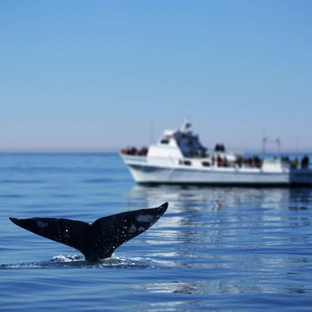 whale-watching-in-san-diego-tours.jpg