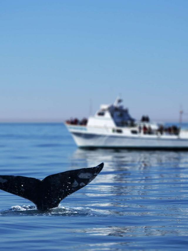 whale-watching-in-san-diego-tours.jpg