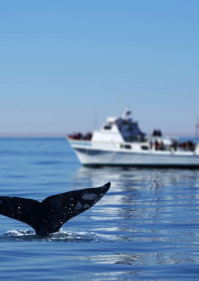 whale-watching-in-san-diego-tours.jpg