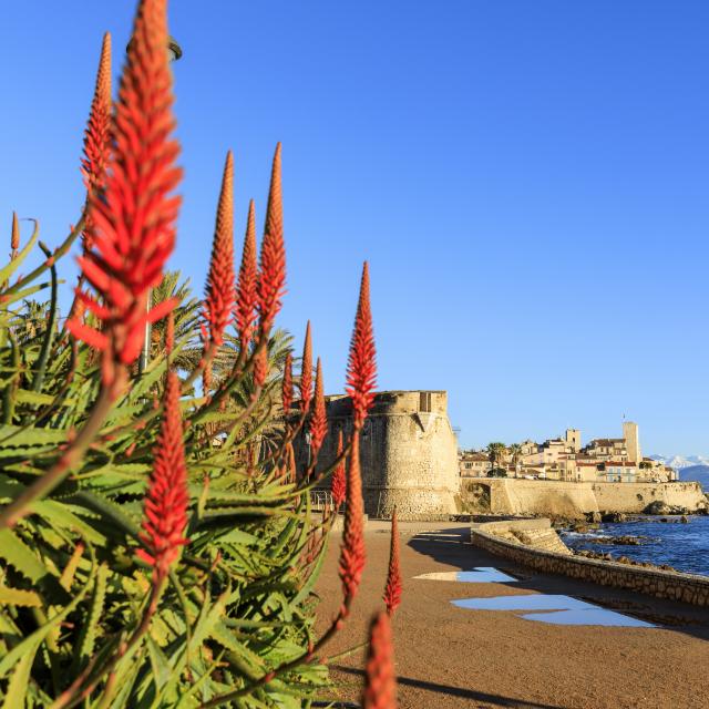 Randonnée Cap D'Antibes