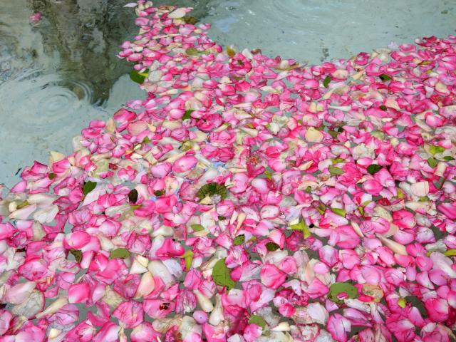 Grasse, fete de la rose Centifolia