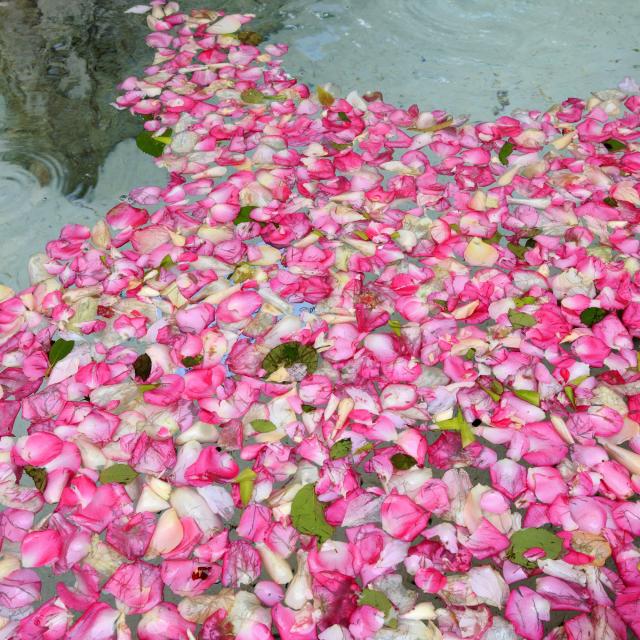 HOTEL PISCINA GRASSE