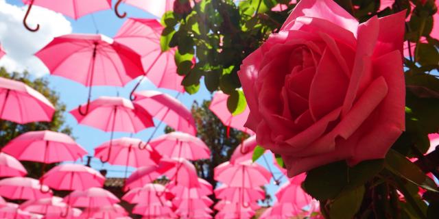 La Rose à L'honneur