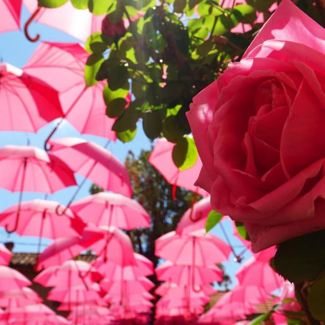 La Rose à L'honneur