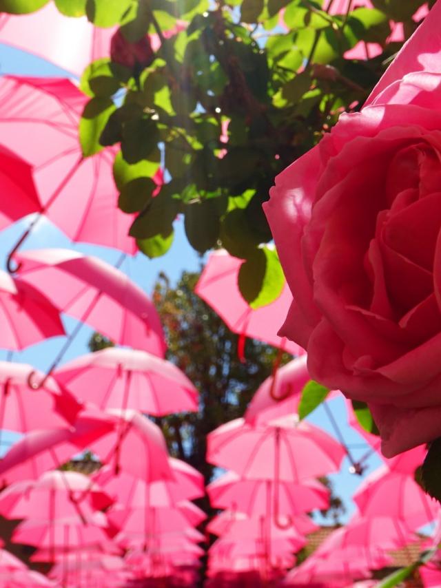 La Rose à L'honneur