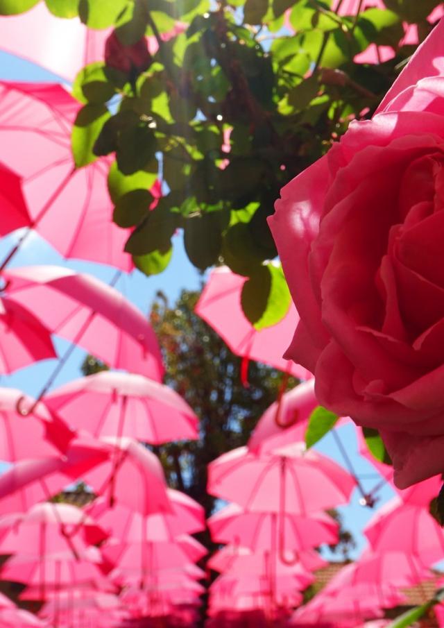 La Rose à L'honneur