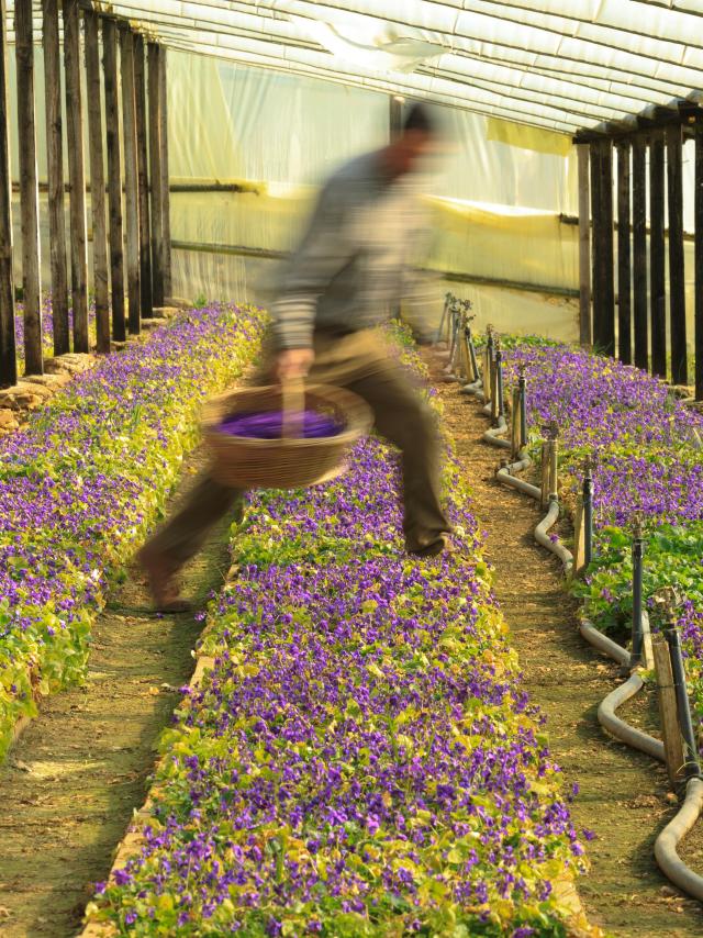 Coltivazione di violette