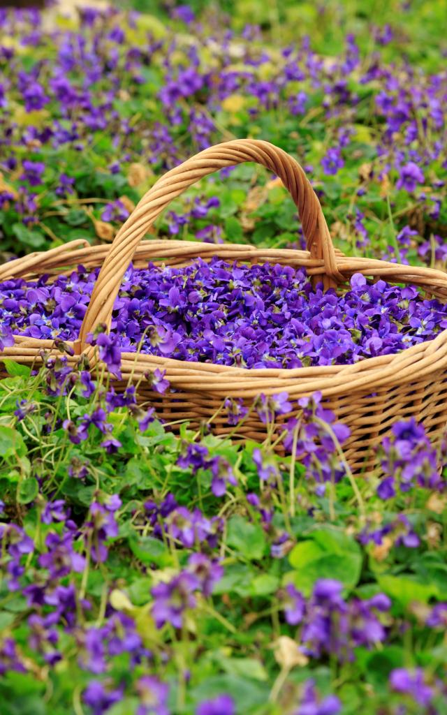 Violette de Tourrettes