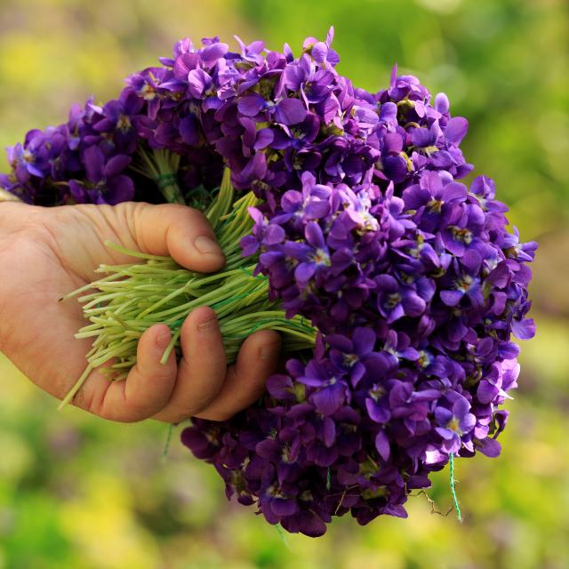 Bouquet de violettes