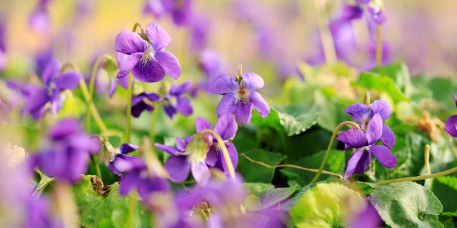 La Violette à Tourrettes-sur-Loup