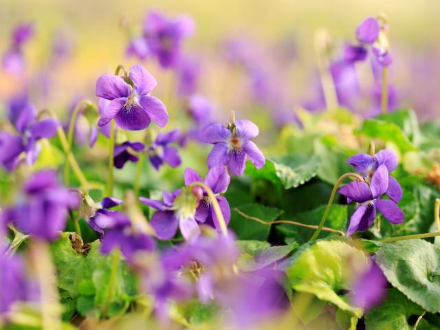 La Violette à Tourrettes-sur-Loup