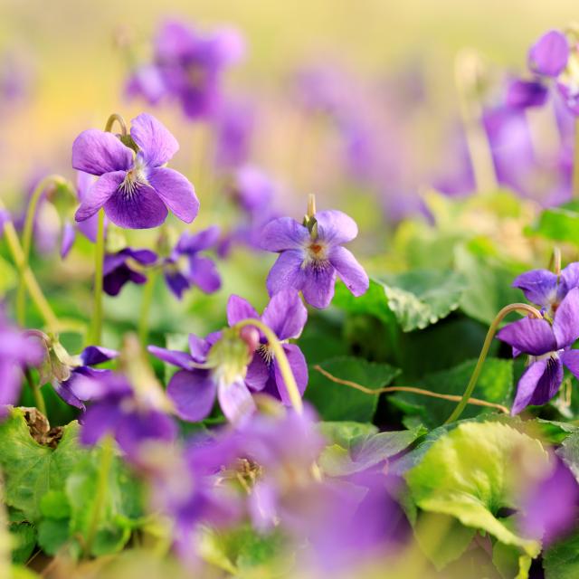 La Violette à Tourrettes-sur-Loup