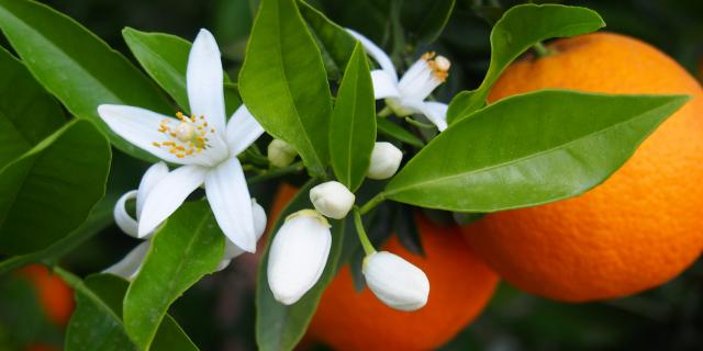 Orangenblüte