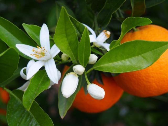 Fleur d'oranger