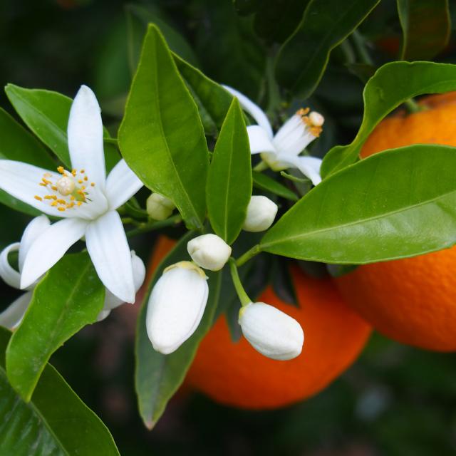 Fleur d'oranger