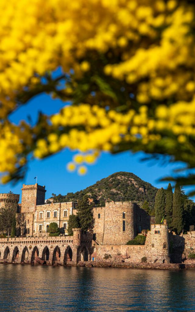 France, Alpes Maritimes (06), Mandelieu La Napoule, chateau de La Napoule (XII-XIXe siecle), bouquet de mimosas