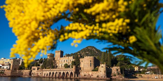 France, Alpes Maritimes (06), Mandelieu La Napoule, chateau de La Napoule (XII-XIXe siecle), bouquet de mimosas