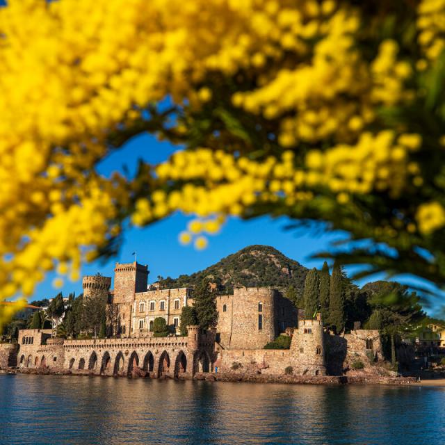 France, Alpes Maritimes (06), Mandelieu La Napoule, chateau de La Napoule (XII-XIXe siecle), bouquet de mimosas