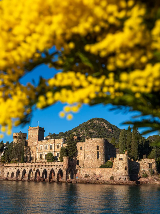 France, Alpes Maritimes (06), Mandelieu La Napoule, chateau de La Napoule (XII-XIXe siecle), bouquet de mimosas