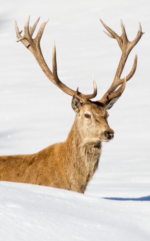 Cerf à l'état sauvage à l'Audibergue