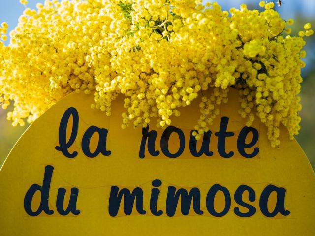 France, Alpes Maritimes (06), Mandelieu La Napoule, mimosas en fleurs