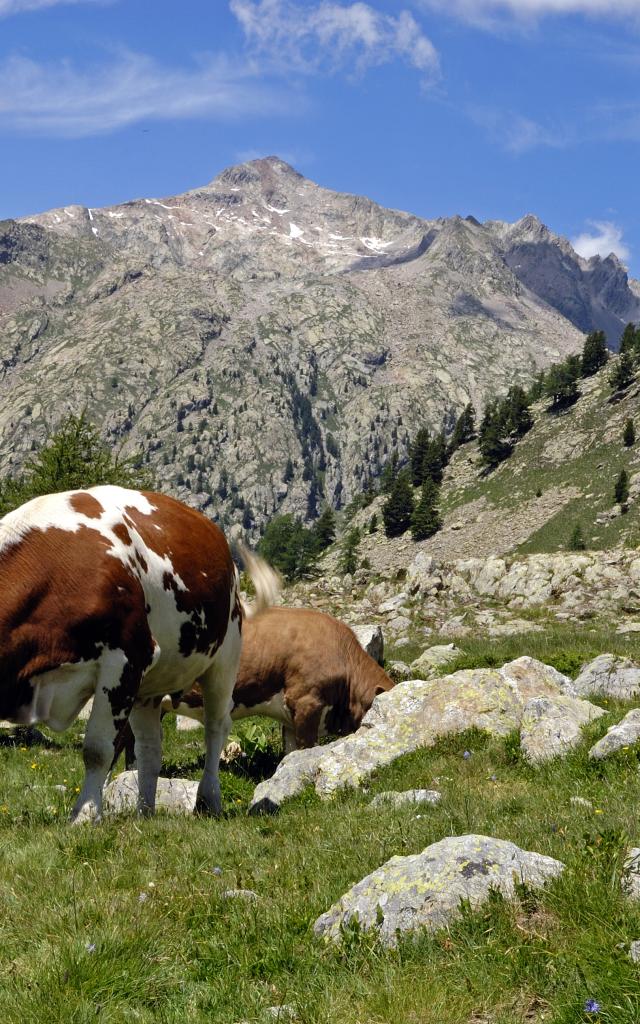 mountain landscapes in summer with cows grazing in the alpine pastures of Haute Vésubie