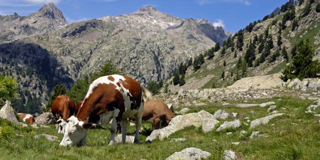 Berglandschaften im Sommer mit weidenden Kühen auf den alpinen Weiden von Haute Vésubie