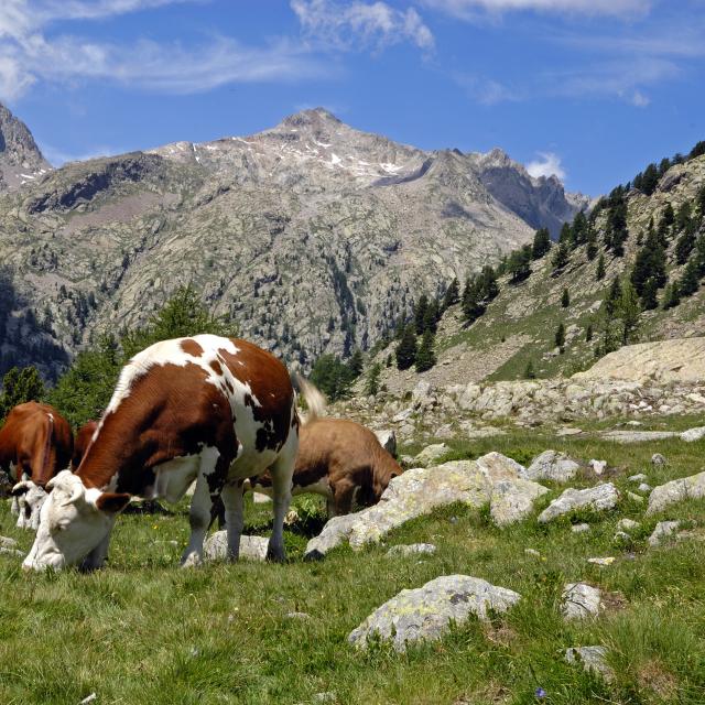 mountain landscapes in summer with cows grazing in the alpine pastures of Haute Vésubie