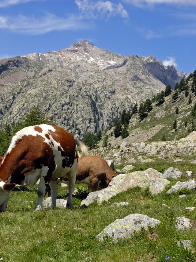 mountain landscapes in summer with cows grazing in the alpine pastures of Haute Vésubie