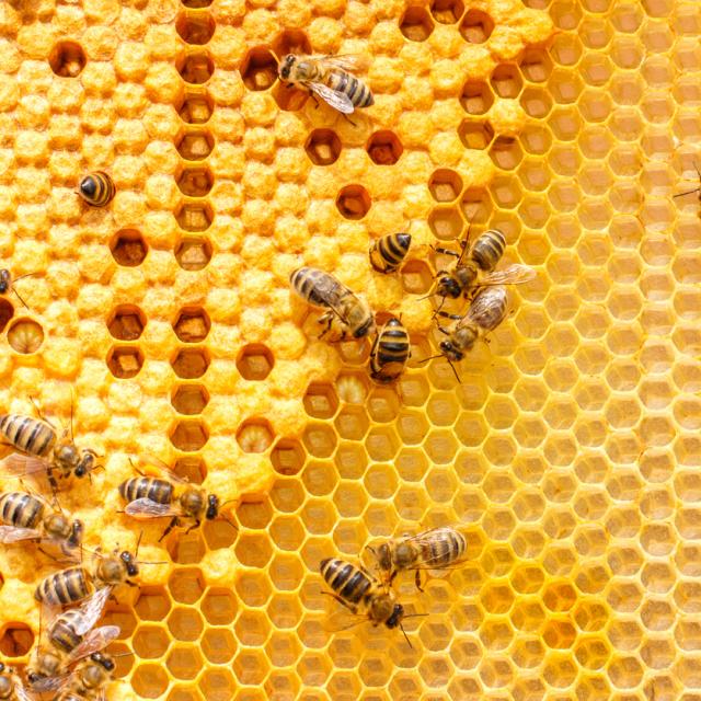 Bees in the beehive.