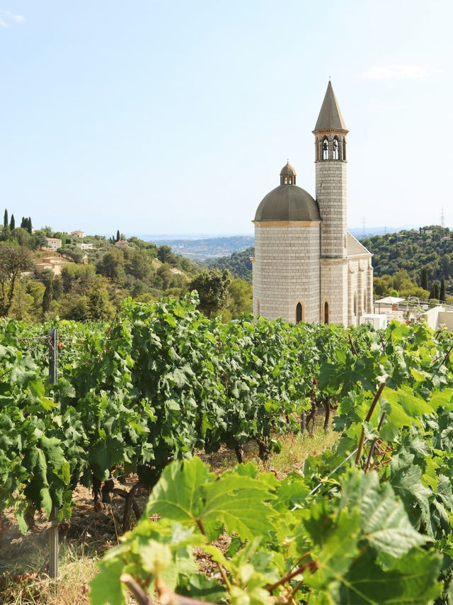 Weinanbau im Juli im Château de Bellet