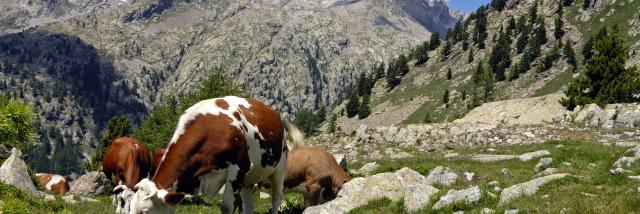 Kühe auf den Weiden des Haut Boréon im Mercantour-Nationalpark