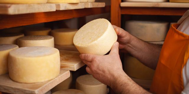 Ein Mann Käsemacher im Keller, schöne Holzregale mit einem fertigen Käsekreis, ripening. Cheese production, home basement, indoor. Privatunternehmer. hält in seinen Händen