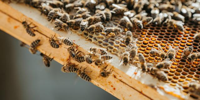 Nahaufnahme eines Bienenhauses mit Holzrahmen und vielen Bienen darauf,Bienen produzieren frischen, leckeren Honig,horizontal