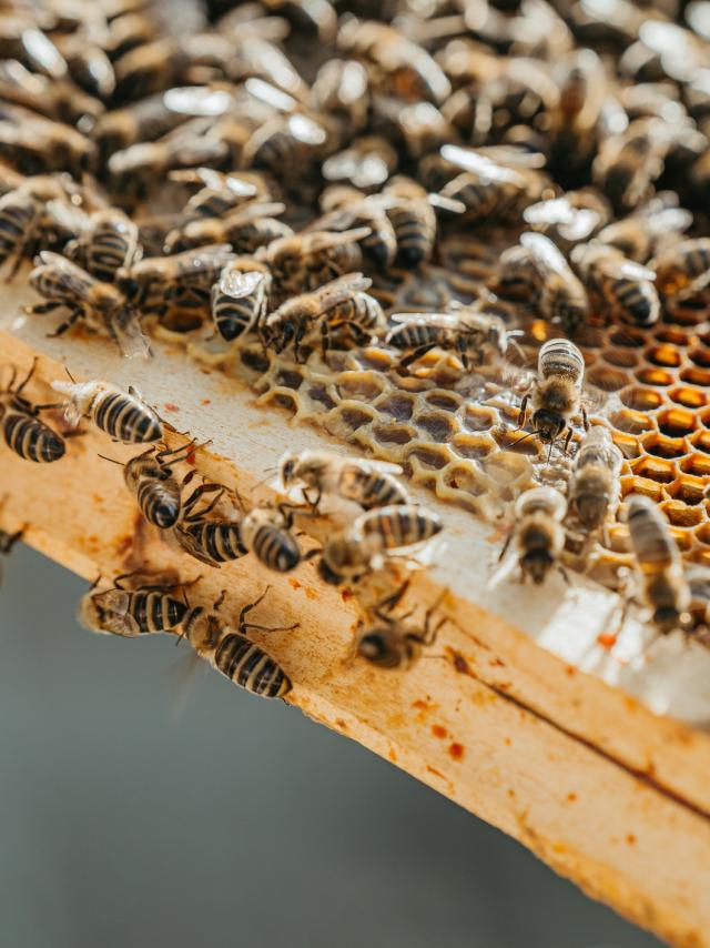 Close-up of a honeycomb with wooden frame with lots of bees on it,bees producing fresh tasty honey,horizontal