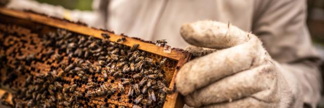 Nahaufnahme eines Imkers beim Sammeln von Honig auf einem Bienenhain