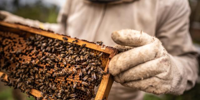 Nahaufnahme eines Imkers beim Sammeln von Honig auf einem Bienenhain