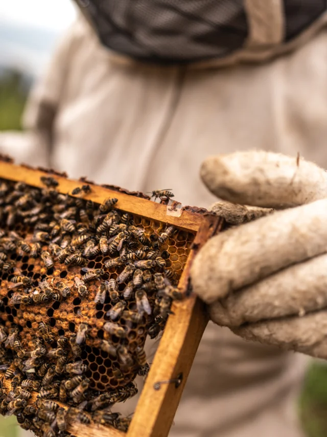 Close-up of a beekeeper collecting honey on a honeycomb of bees