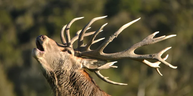 Portrait of red deer stag roaring, West Coast, South Island, New Zealand