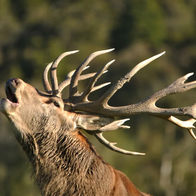 Portrait of red deer stag roaring, West Coast, South Island, New Zealand