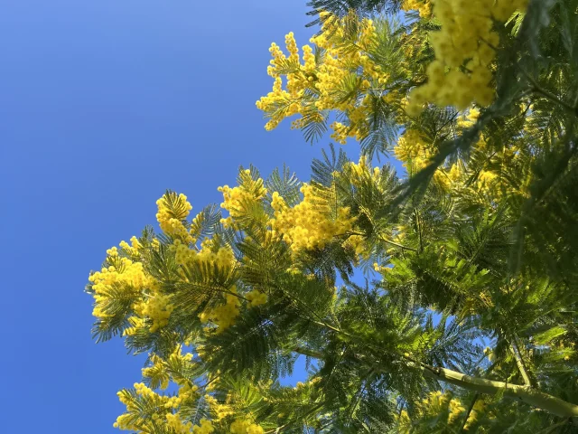 Mimosa au Parc du Paradou