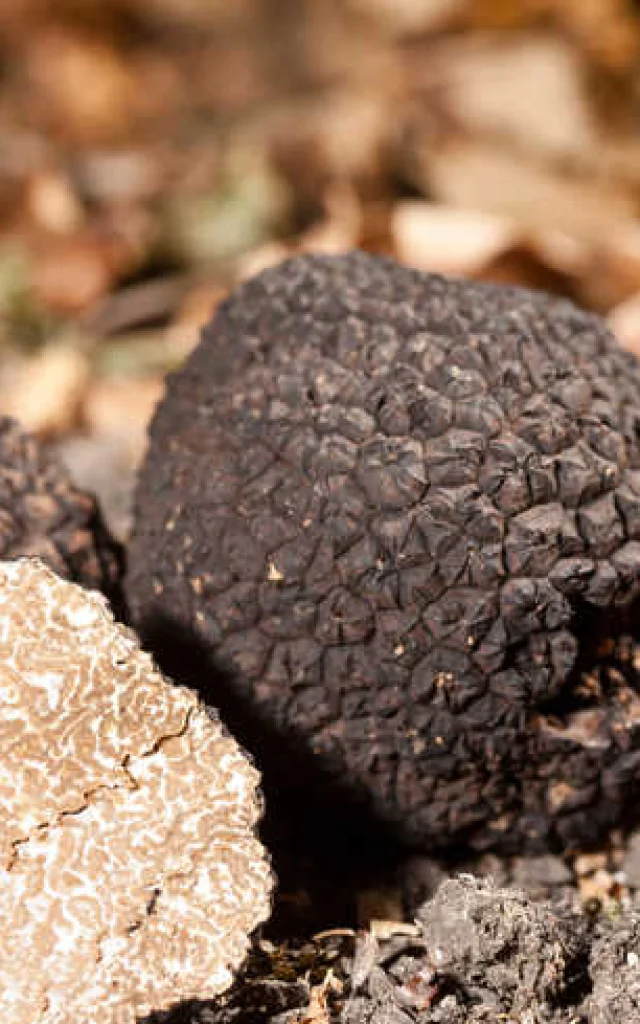 Black truffles tuber on leaves