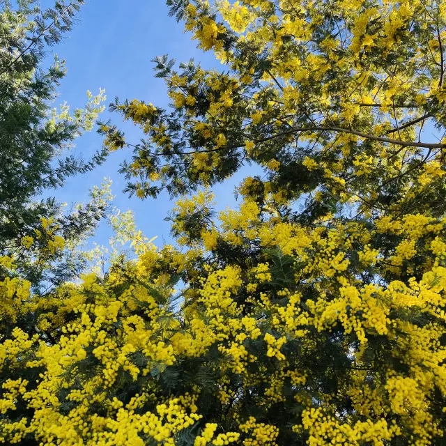 Mimosa Cote D Azur France Tourism Soumaya Boussadoun