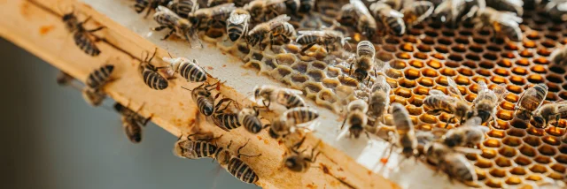 Nahaufnahme eines Bienenhauses mit Holzrahmen und vielen Bienen darauf,Bienen produzieren frischen, leckeren Honig,horizontal